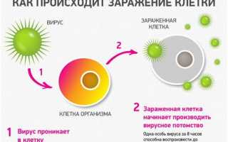 Сколько человек заразен при ОРВИ