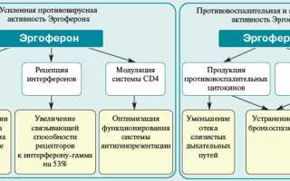 Эргоферон, инструкция по применению взрослым