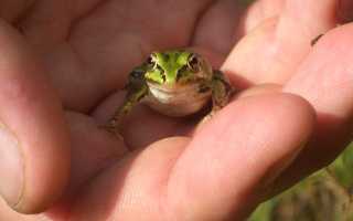 Бородавки от лягушек: вызывают ли жабы бородавки у людей