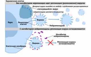 Занамивир инструкция по применению