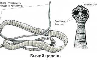 Как человек заражается бычьим цепнем?