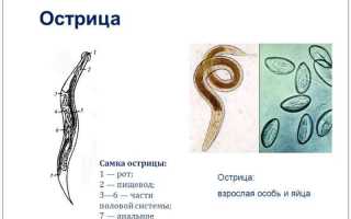 Лечим острицы: какие препараты лучше