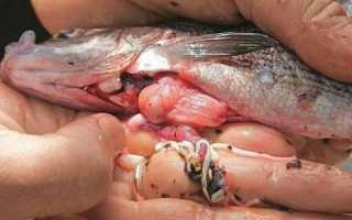 Описторхоз в рыбе: как убить паразита и избежать заражения