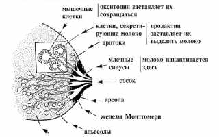 Серозный мастит у кормящих мам в послеродовом периоде: симптомы, признаки, диагностика и лечение